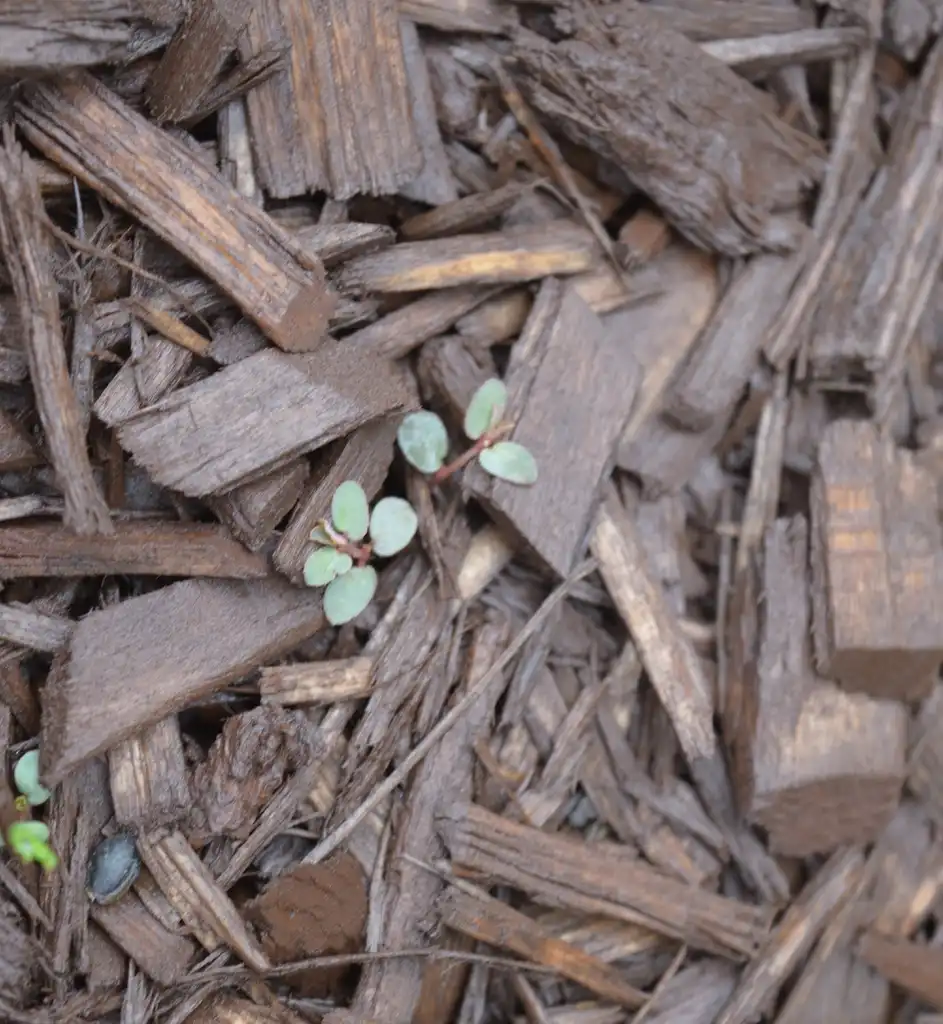 Photo of Euphorbia maculata - Plant:Calla Veazie