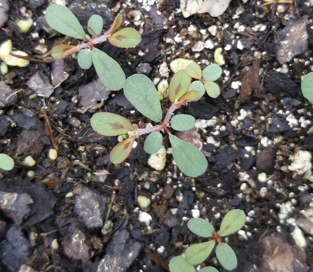Photo of Euphorbia maculata - Plant:Kira Sims