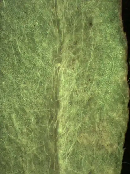 Photo of Euphorbia maculata - Leaf:Alexander Krings