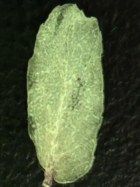 Photo of Euphorbia maculata - Abaxial Leaf Surface:Alexander Krings