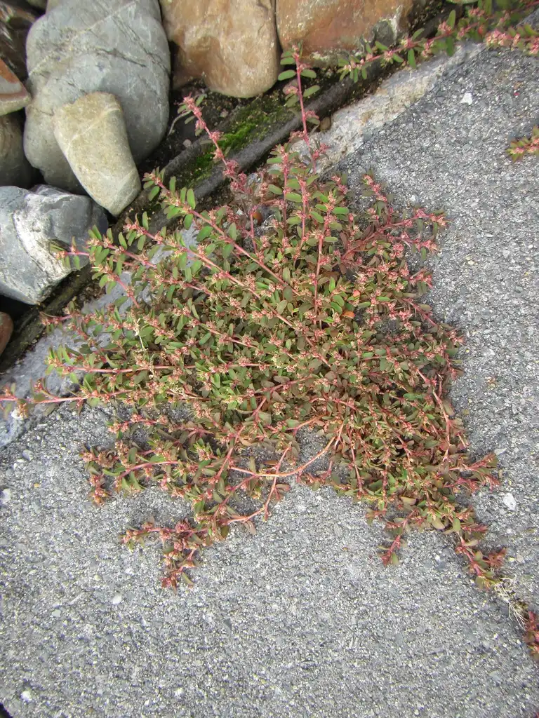 Photo of Euphorbia maculata - Leaves and Form:Auckland Museum