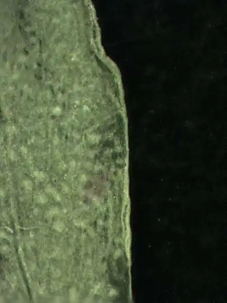Photo of Euphorbia maculata - Leaf Margin:Alexander Krings