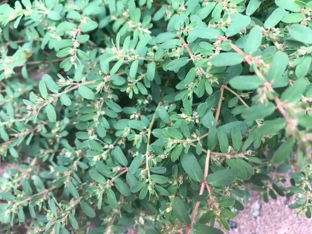 Photo of Euphorbia maculata - Leaves and Seeds (Wilson County,NC):Cynthia Lauderdale