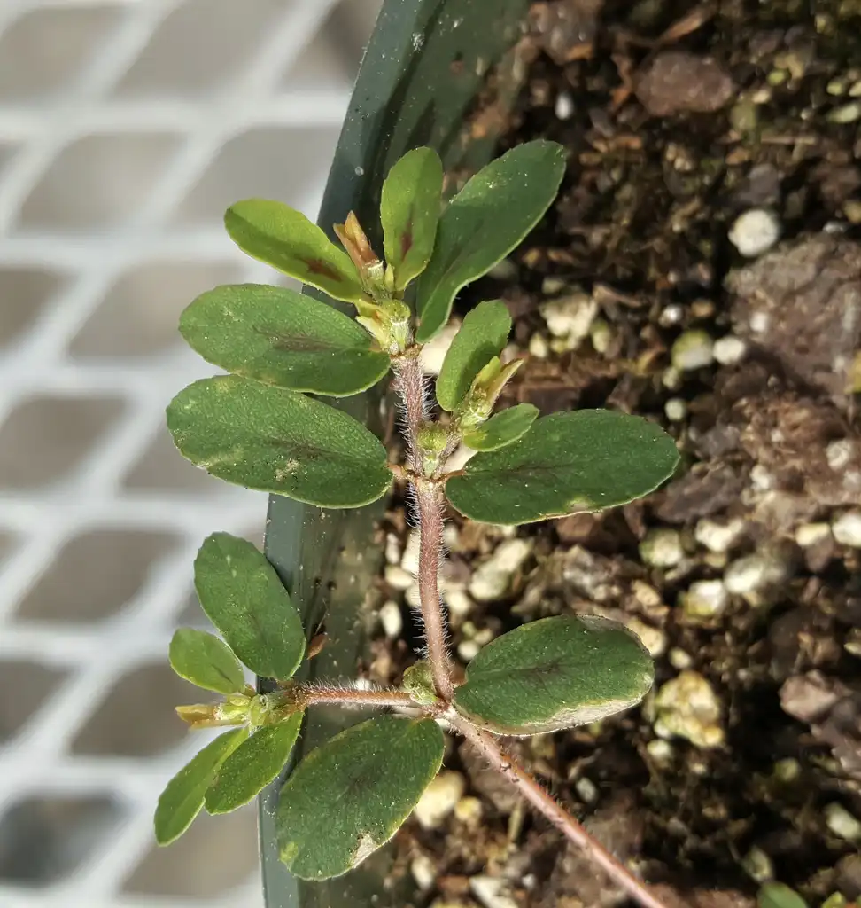 Photo of Euphorbia maculata - Plant:Kira Sims