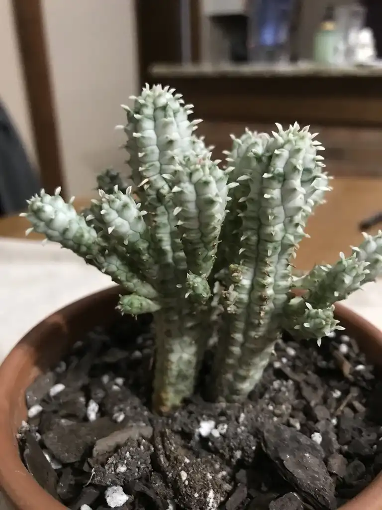 Photo of Euphorbia mammillaris (Euphorbia mammillariss)