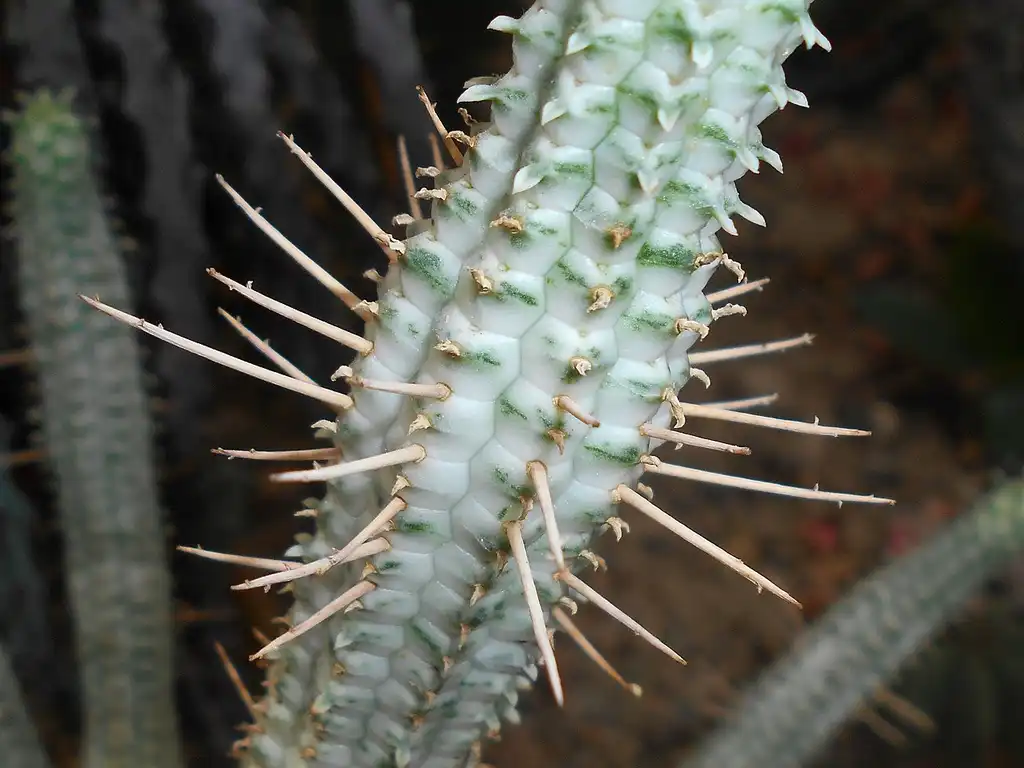 Photo of Euphorbia mammillaris (Euphorbia mammillariss)