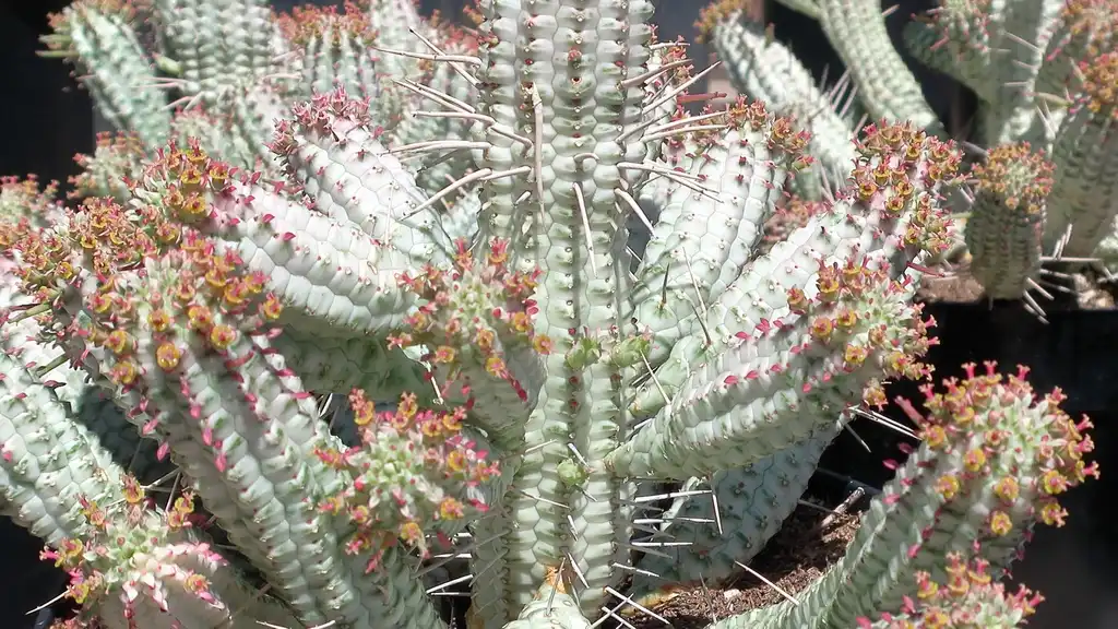 Photo of Euphorbia mammillaris - Form:KM