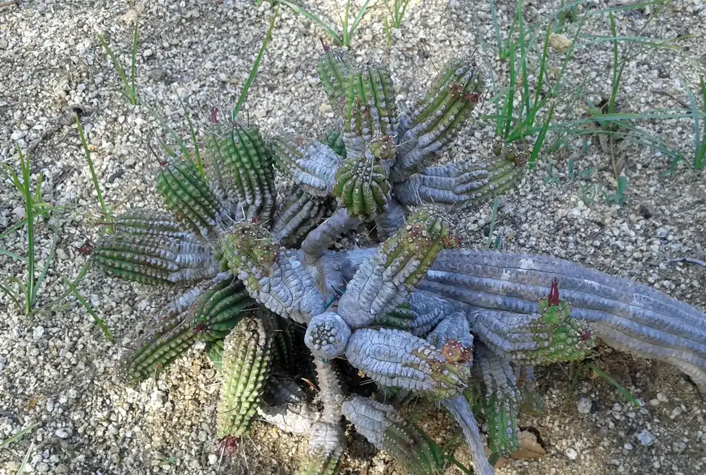 Photo of Euphorbia mammillaris - Form:Consultaplantas