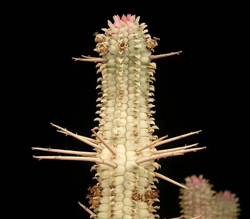 Photo of Euphorbia mammillaris - Close up:Frank Vincentz