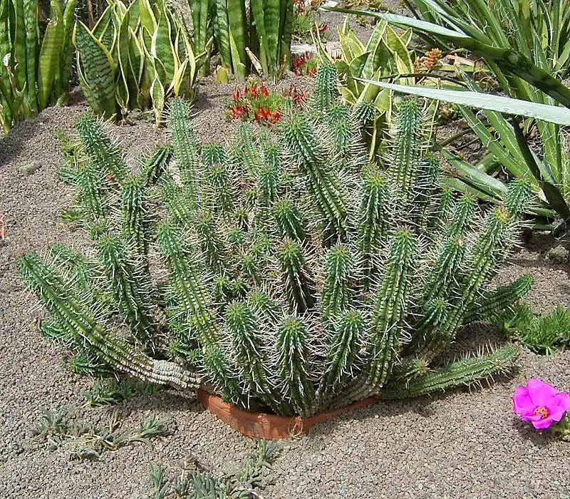 Photo of Euphorbia mammillaris - Form:Frank Vincentz
