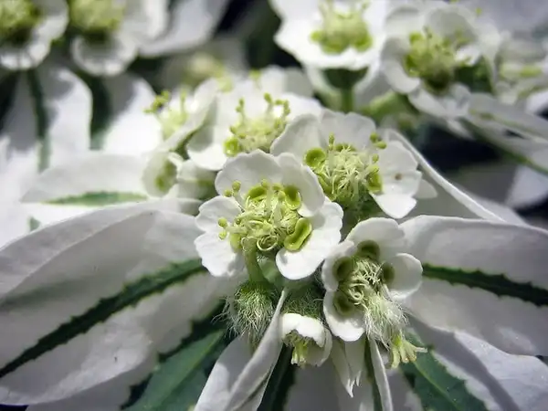Photo of Euphorbia marginata (Euphorbia marginatas)
