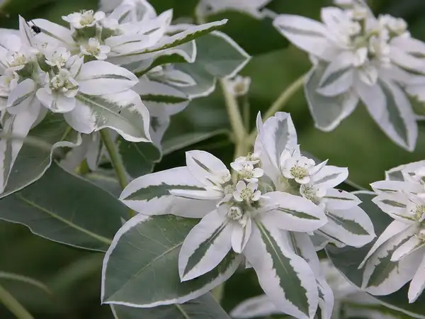 Photo of Euphorbia marginata (Euphorbia marginatas)