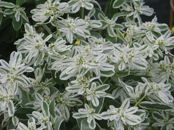 Photo of Euphorbia marginata - :peganum