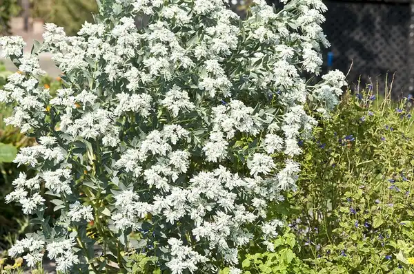Photo of Euphorbia marginata - :dbarronoss