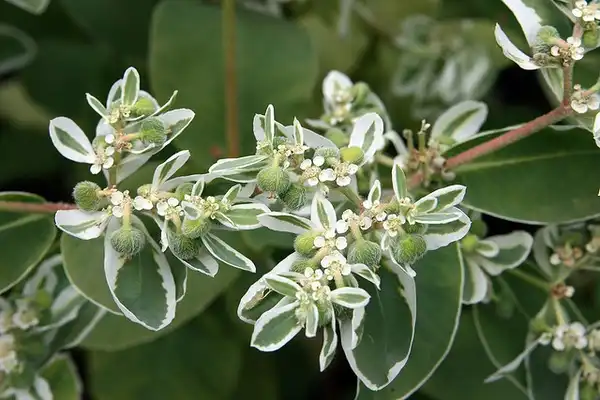 Photo of Euphorbia marginata - :Quinn Dombrowski