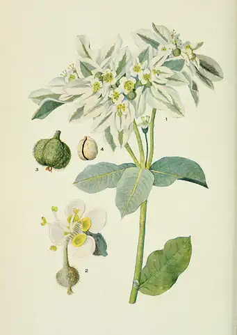 Photo of Euphorbia marginata - :Biodiversity Heritage Library's photostream