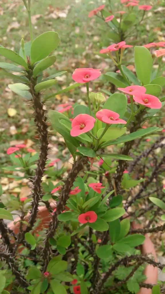 Foto de Euphorbia milii (Euphorbia miliis)
