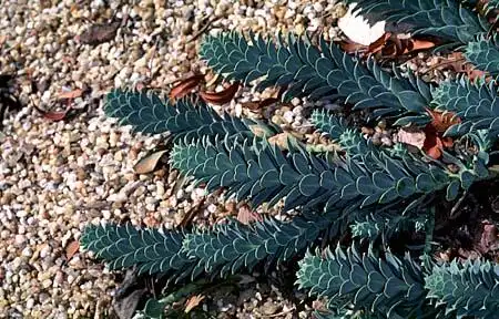 Photo of Euphorbia myrsinites (Euphorbia myrsinitess)
