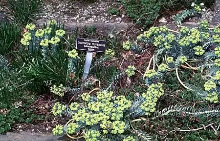Photo of Euphorbia myrsinites (Euphorbia myrsinitess)