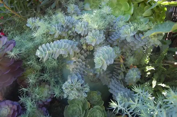 Photo of Euphorbia myrsinites - Flowers:FarOutFlora