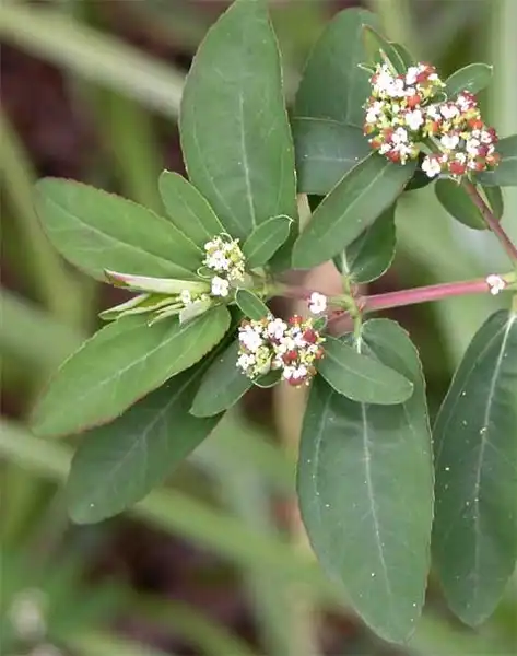 Foto de Euphorbia nutans (Euphorbia nutanss)