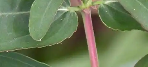 Foto de Euphorbia nutans (Euphorbia nutanss)