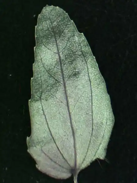 Foto de Euphorbia nutans - Abaxial leaf surface:Alexander Krings