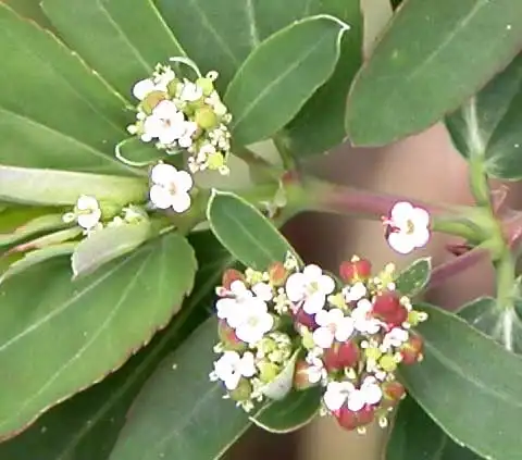 Foto de Euphorbia nutans - Flowers:J. Neal