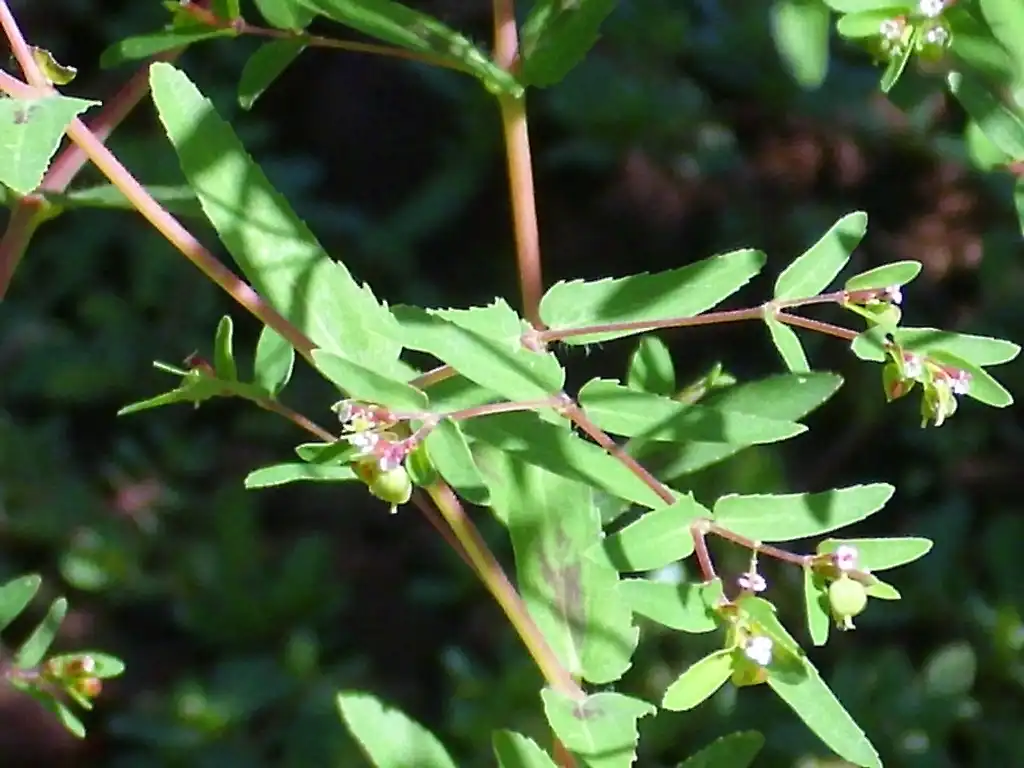 Foto de Euphorbia nutans - leaves:Javier Martin