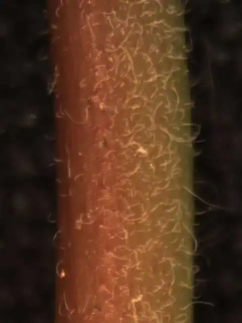 Foto de Euphorbia nutans - Stem:Alexander Krings