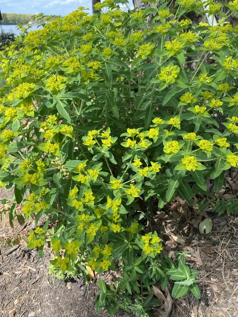 Foto de Euphorbia palustris (Euphorbia palustriss)