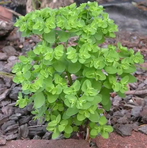Photo of Euphorbia peplus (Euphorbia pepluss)