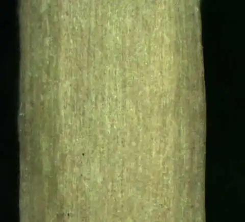 Photo of Euphorbia peplus (Euphorbia pepluss)