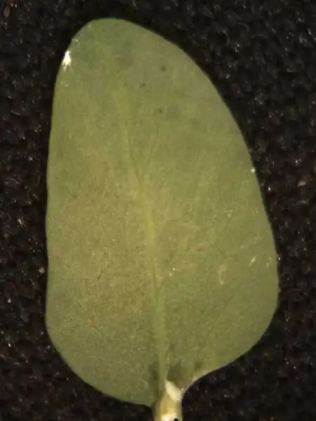 Photo of Euphorbia peplus - Abexial leaf surface:Alexander Krings