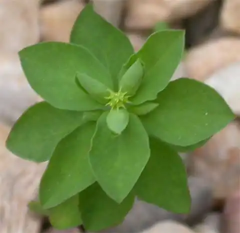 Photo of Euphorbia peplus - Seedling:J. Neal