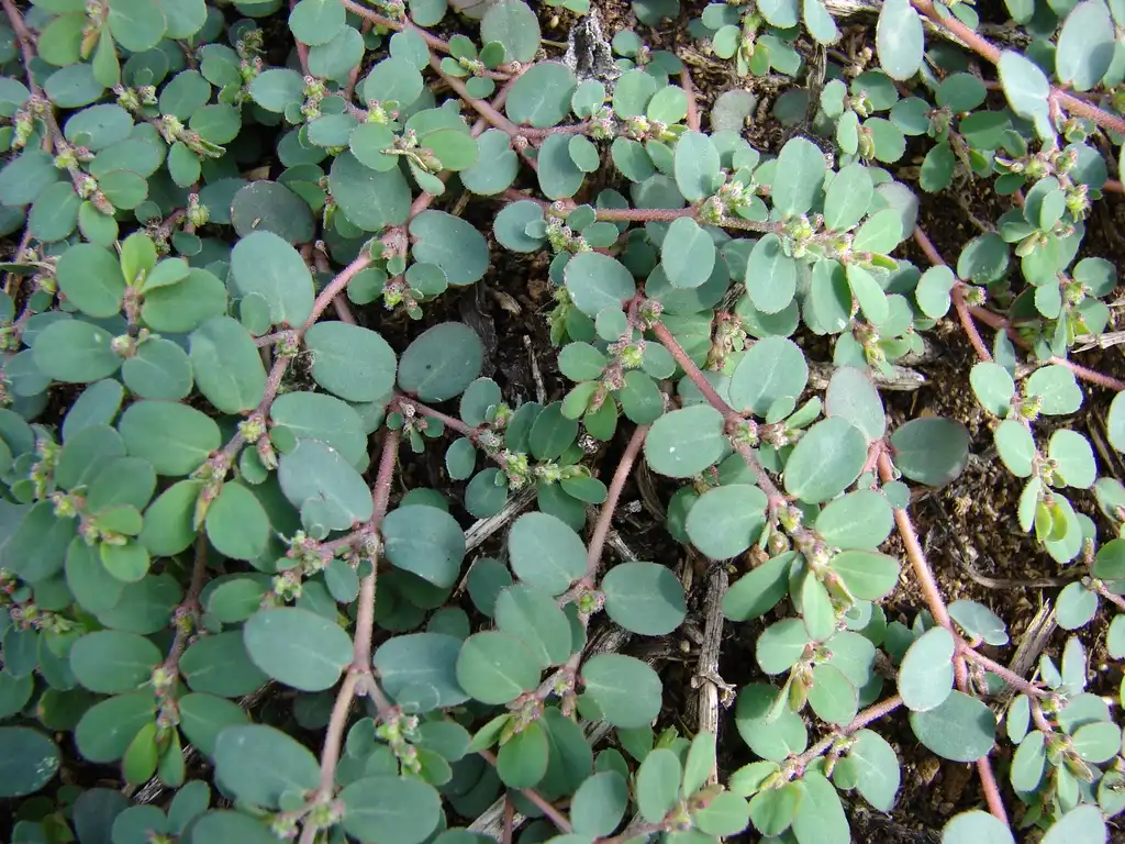 Фото Euphorbia prostrata (Euphorbia prostratas)