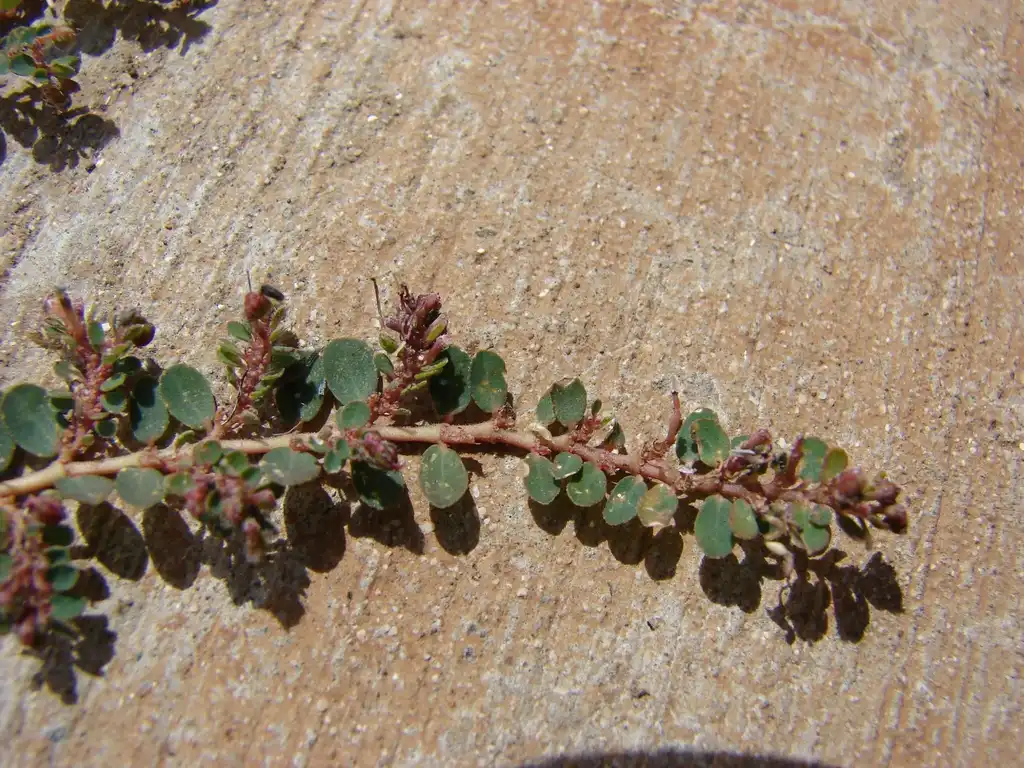 Фото Euphorbia prostrata (Euphorbia prostratas)