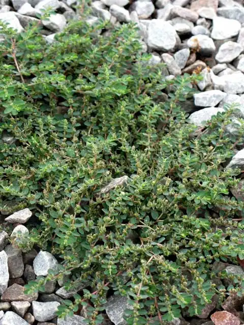 Фото Euphorbia prostrata - Habit:J. Neal