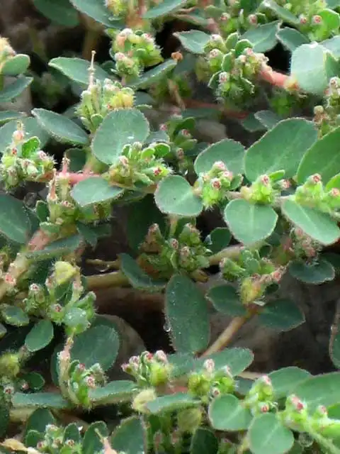 Фото Euphorbia prostrata - Habit and leaves closeup:J. Neal