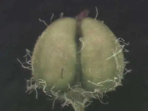 Фото Euphorbia prostrata - Fruit:Alexander Krings