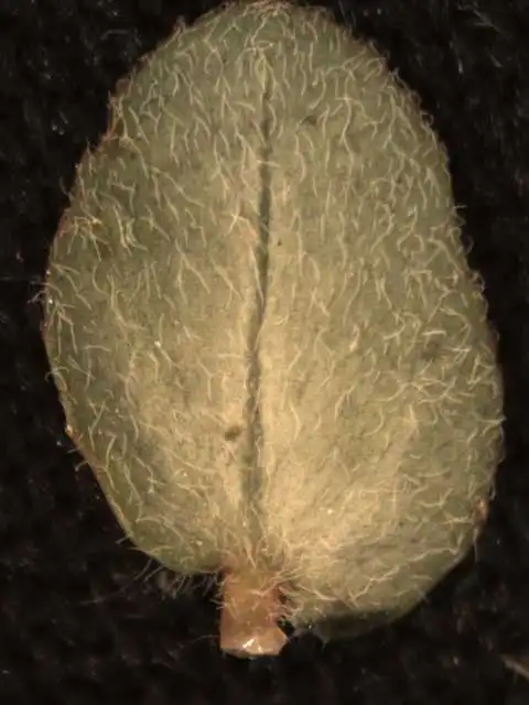 Фото Euphorbia prostrata - Abaxial leaf surface:Alexander Krings