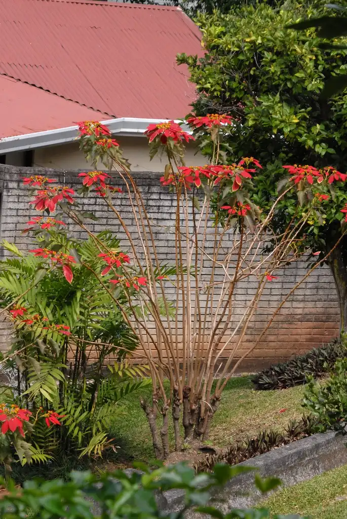 Photo of Euphorbia pulcherrima (Euphorbia pulcherrimas)