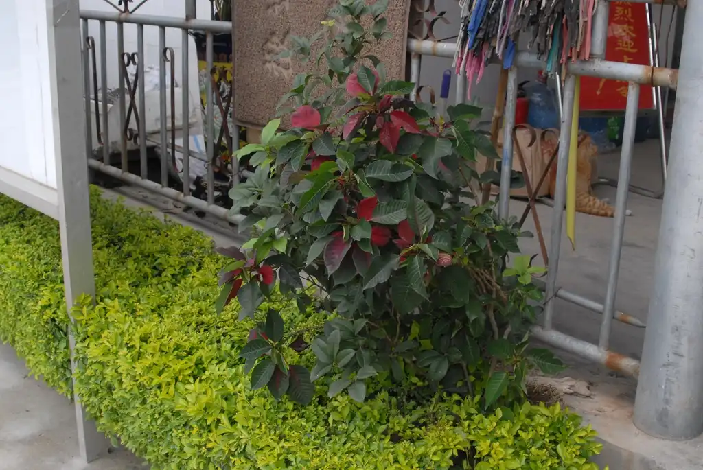 Photo of Euphorbia pulcherrima (Euphorbia pulcherrimas)