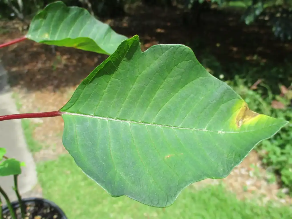 Photo of Euphorbia pulcherrima - Leaf detail:Tom Glasgow
