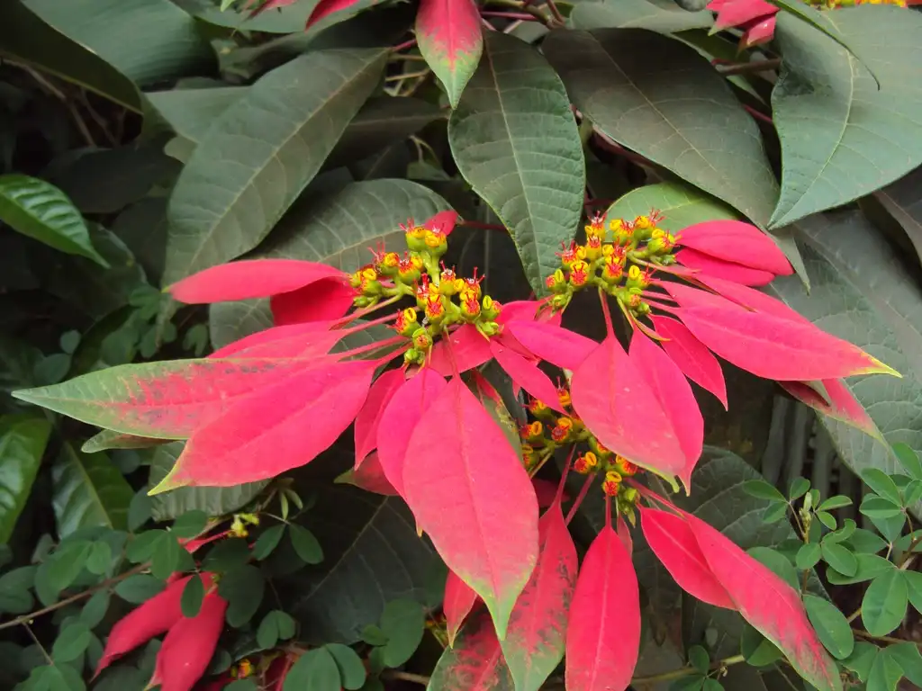 Photo of Euphorbia pulcherrima - Flower and leaf:Vinayaraj