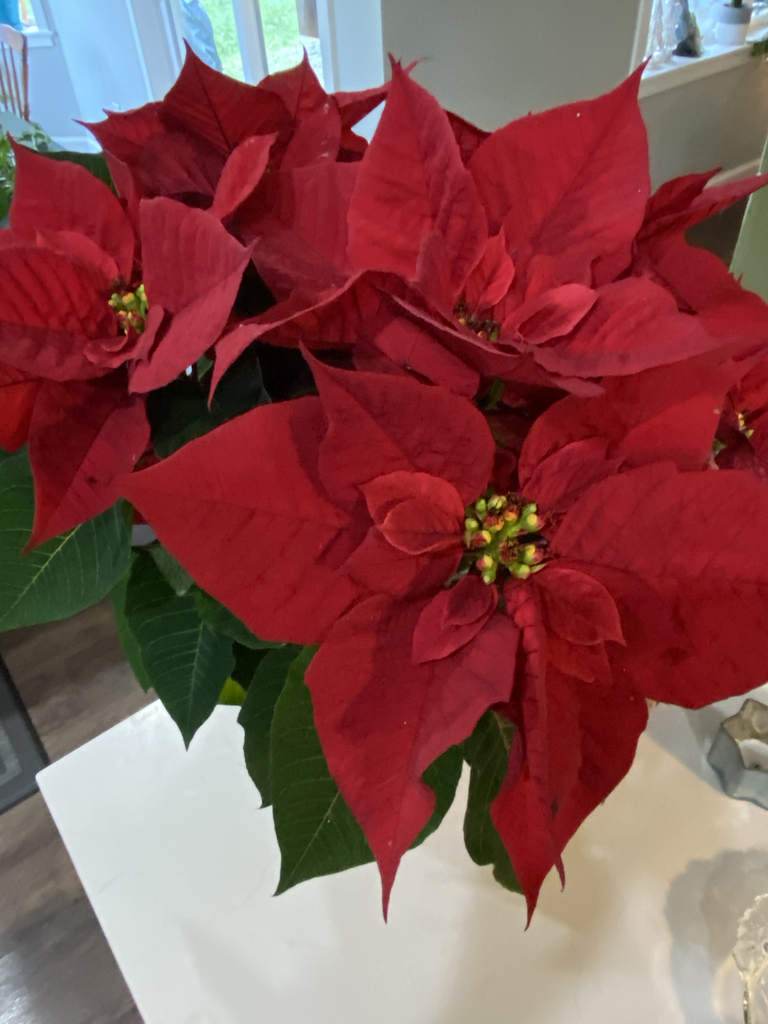 Photo of Euphorbia pulcherrima - Colorful red bracts:Kathleen Moore