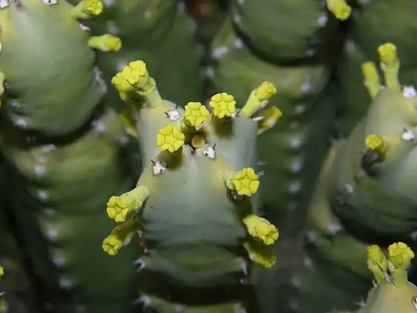 Foto de Euphorbia resinifera (Euphorbia resiniferas)