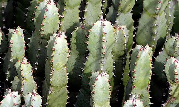 Foto de Euphorbia resinifera (Euphorbia resiniferas)