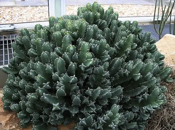 Foto de Euphorbia resinifera - Euphorbia resinifera:Vilma Bharatan