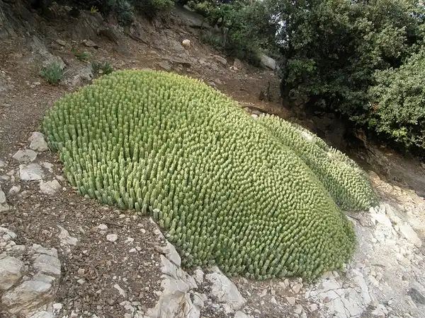 Foto de Euphorbia resinifera - Euphorbia resinifera:Rafael-Medina